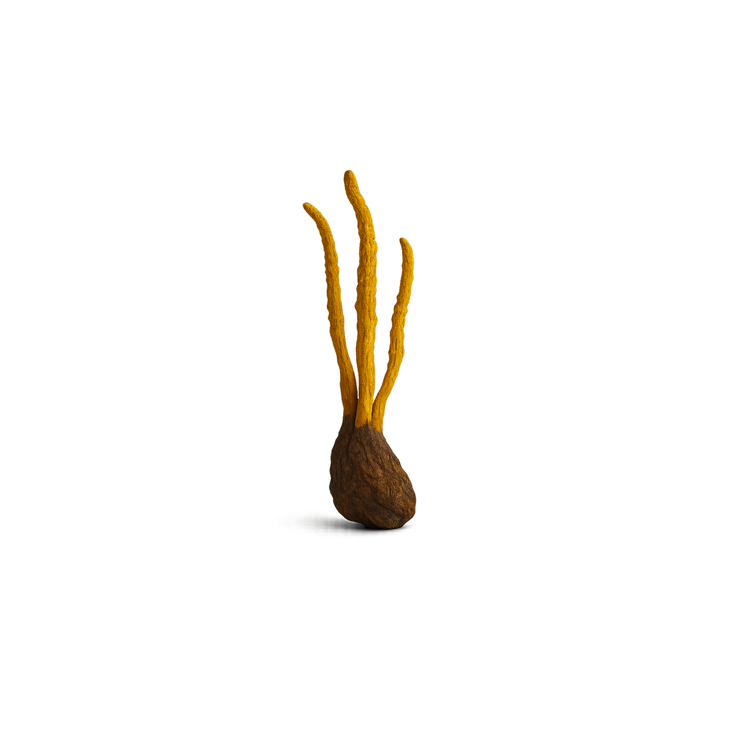 Cordyceps mushroom supporting sustained energy in TÓFFE KLAR blend